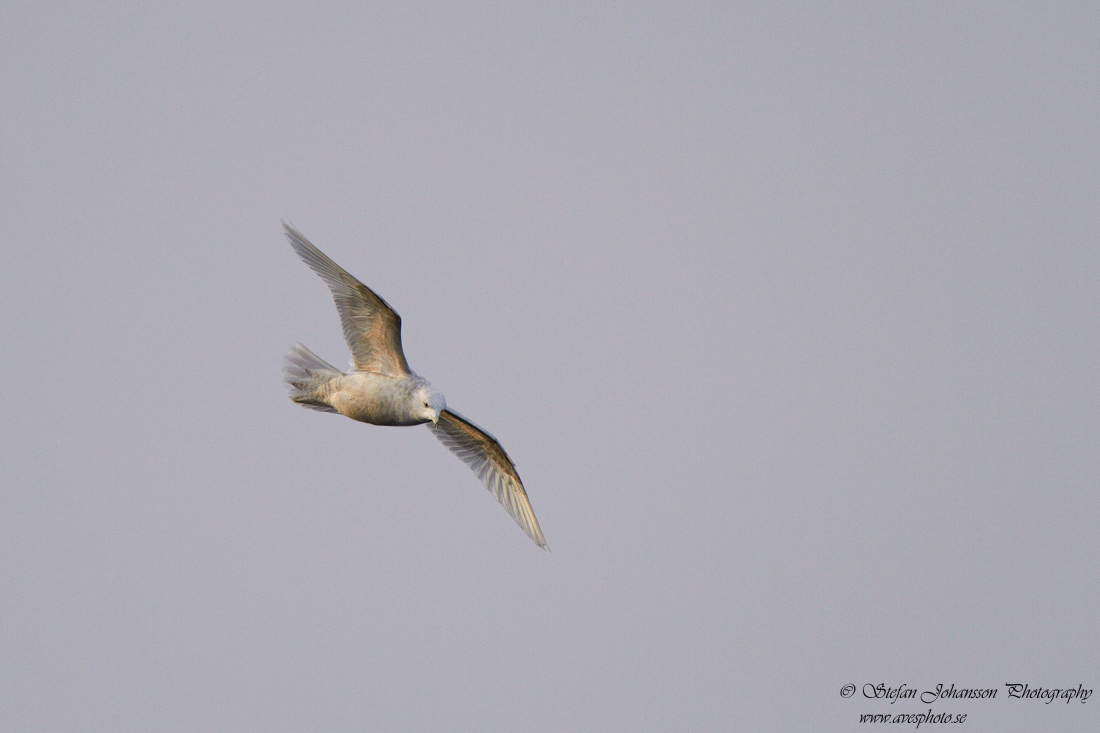 Larus glaucoides glaucoides