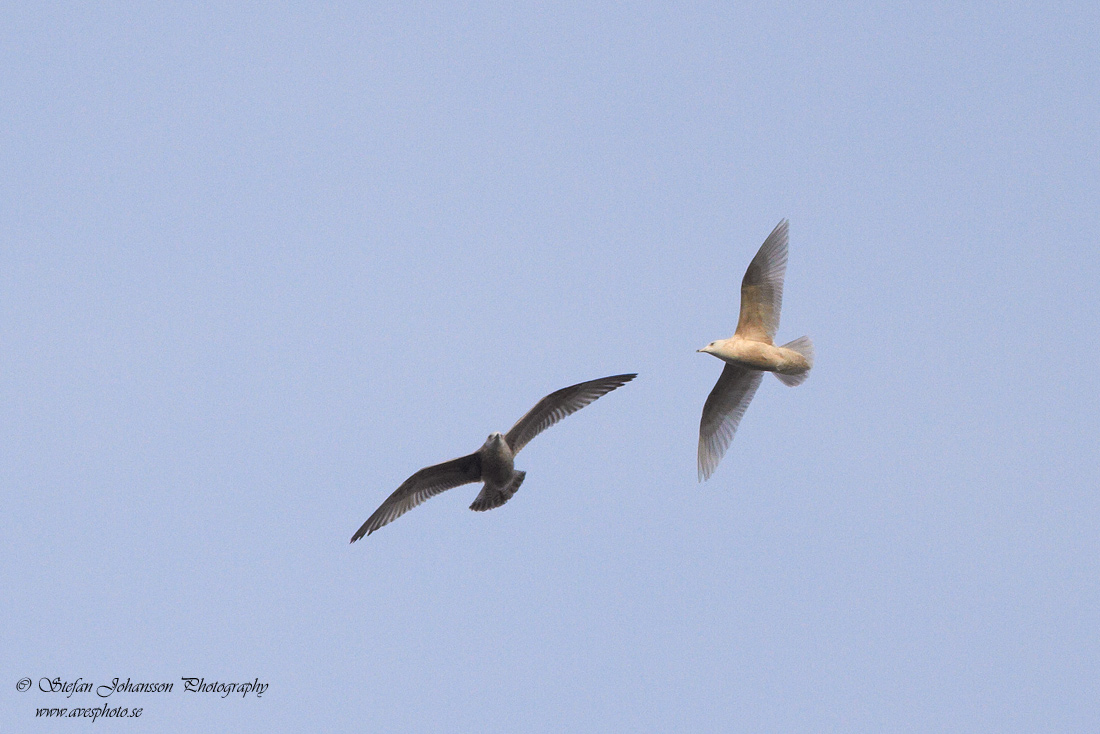 Larus glaucoides glaucoides