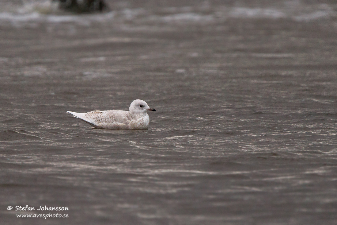 Vitvingad trut / Iceland Gull Larus glaucoides glaucoides 