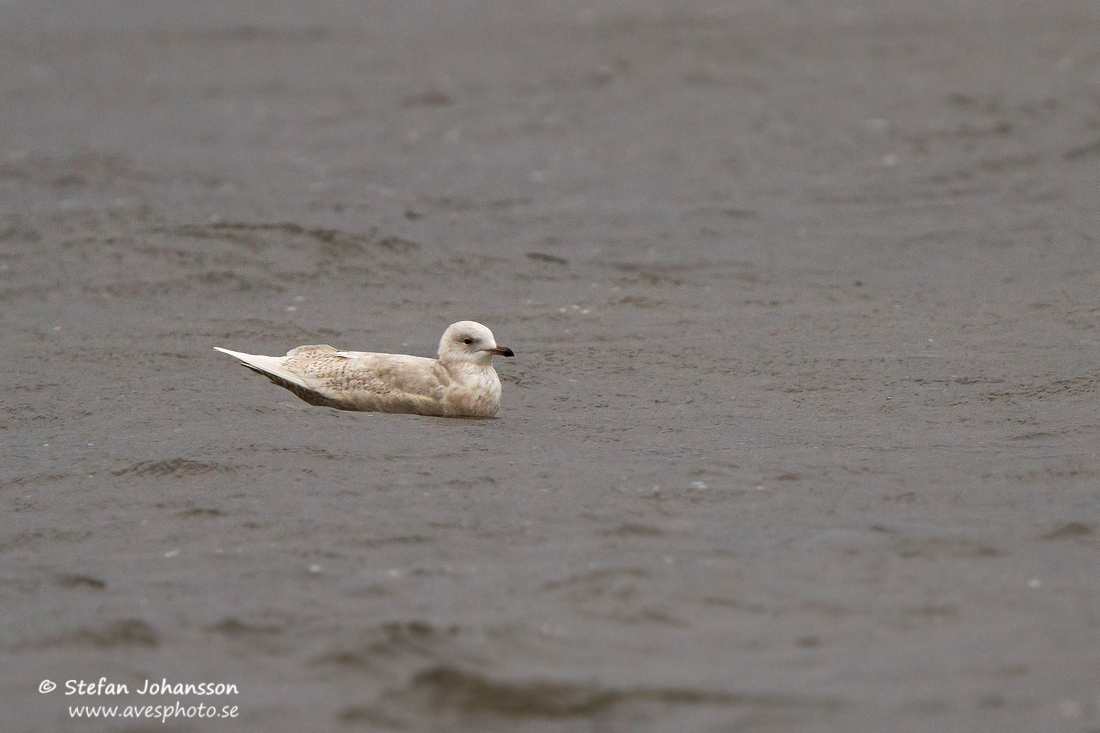 Vitvingad trut / Iceland Gull Larus glaucoides glaucoides 