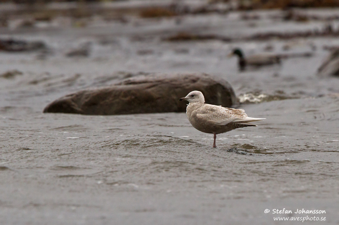 Vitvingad trut / Iceland Gull Larus glaucoides glaucoides 