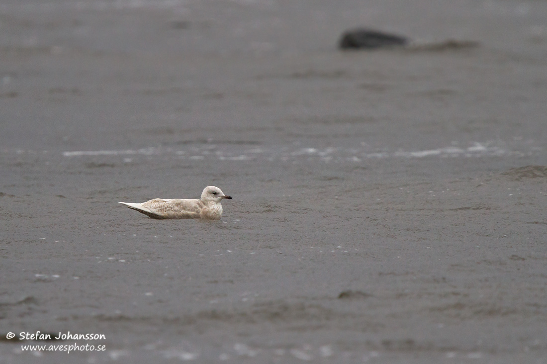 Vitvingad trut / Iceland Gull Larus glaucoides glaucoides 