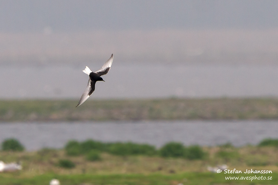 Vitvingad trna / White-winged Blacktern Chlidonias leucopterus