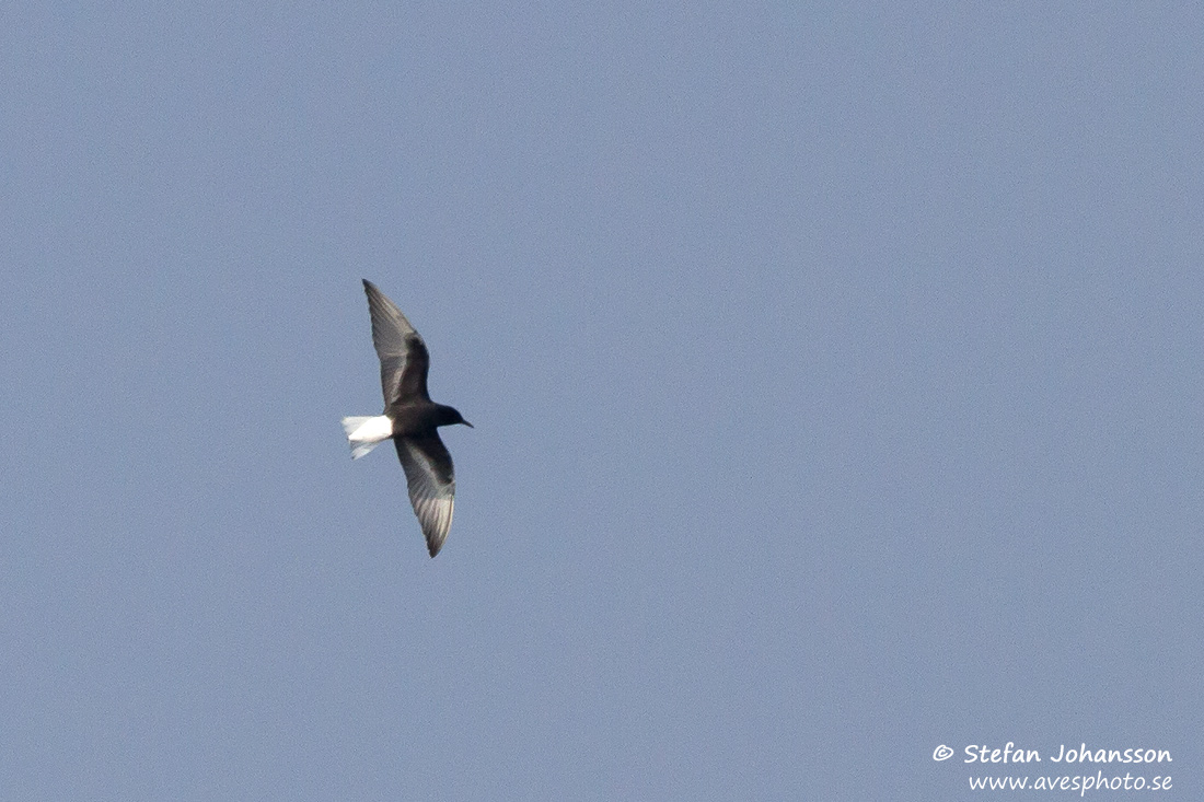 Vitvingad trna / White-winged Blacktern Chlidonias leucopterus