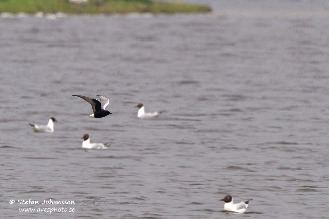 Vitvingad trna / White-winged Blacktern Chlidonias leucopterus