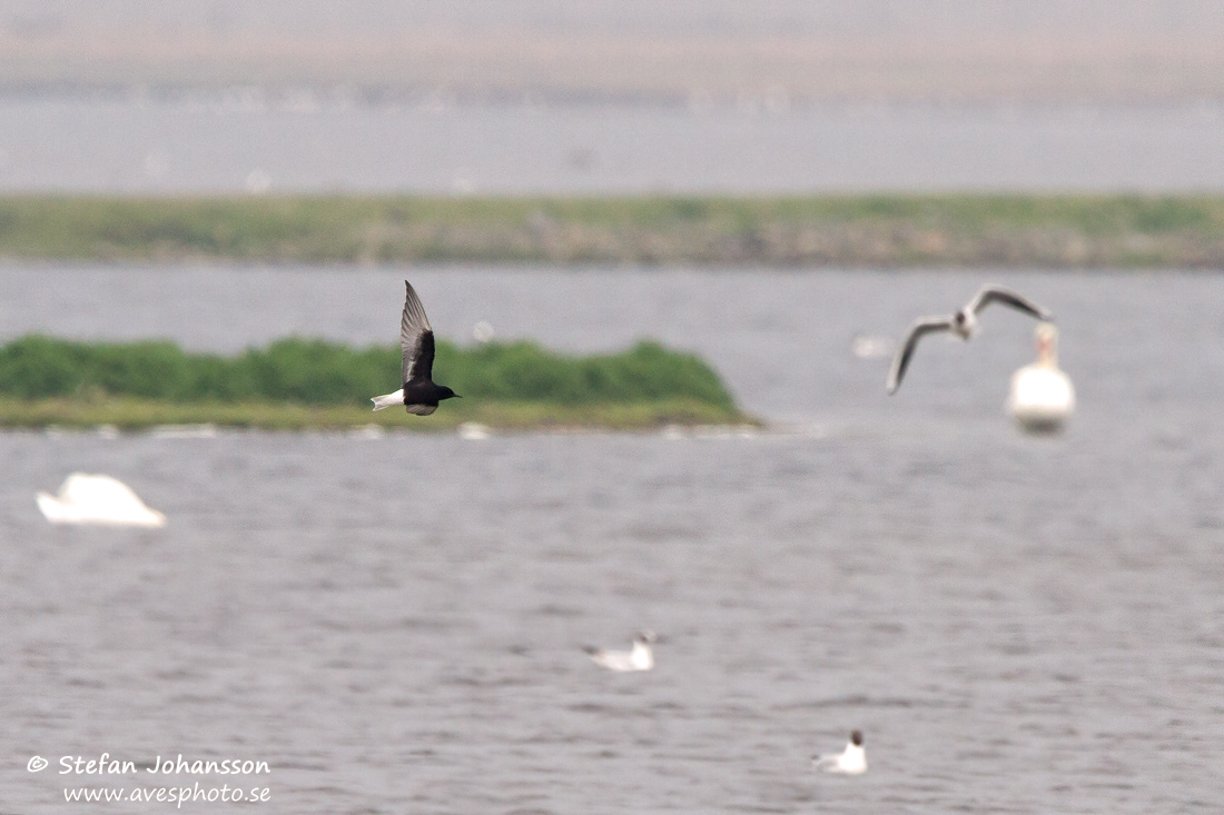 Vitvingad trna / White-winged Blacktern Chlidonias leucopterus