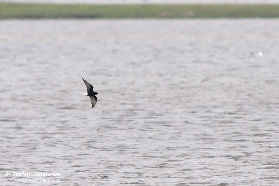 Vitvingad trna / White-winged Blacktern Chlidonias leucopterus