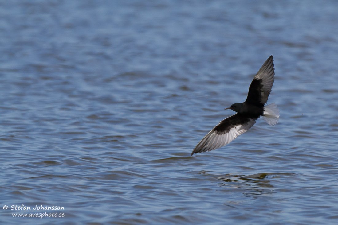 Vitvingad trna / White-winged Blacktern Chlidonias leucopterus 