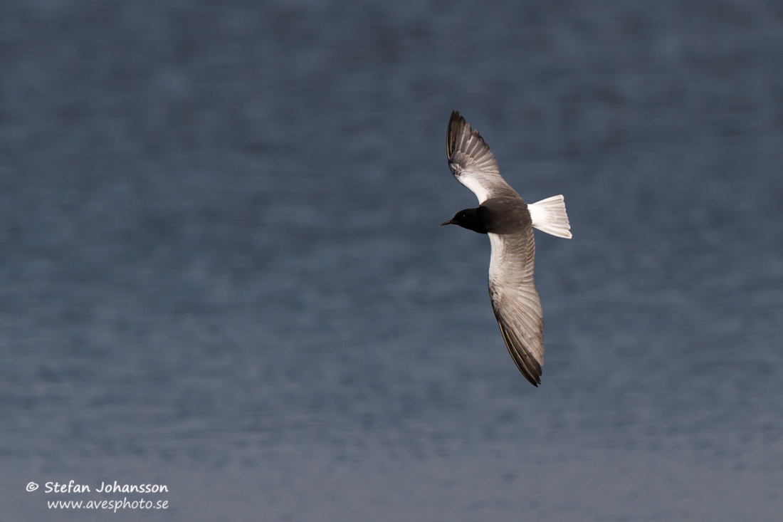 Vitvingad trna / White-winged Blacktern Chlidonias leucopterus 