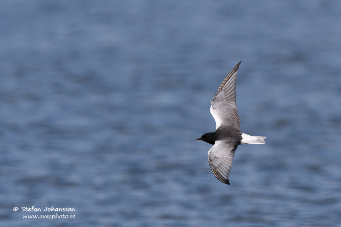 Vitvingad trna / White-winged Blacktern Chlidonias leucopterus 