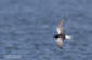 Vitvingad trna / White-winged Blacktern Chlidonias leucopterus 