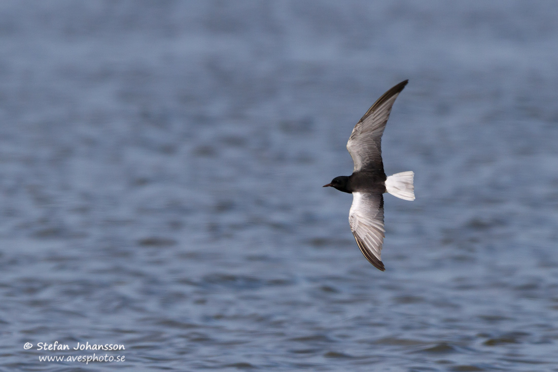 Vitvingad trna / White-winged Blacktern Chlidonias leucopterus 