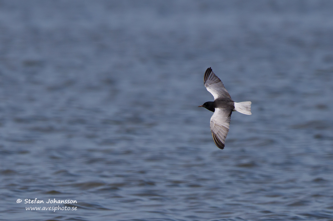 Vitvingad trna / White-winged Blacktern Chlidonias leucopterus 