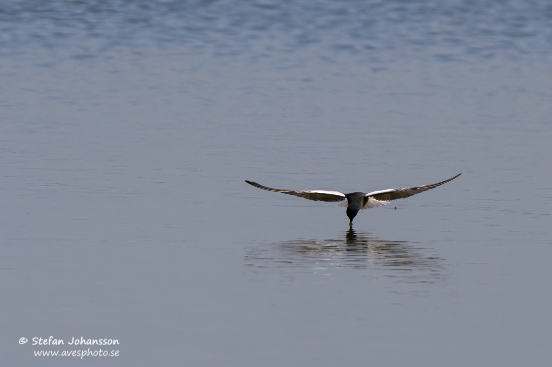 Vitvingad trna / White-winged Blacktern Chlidonias leucopterus 