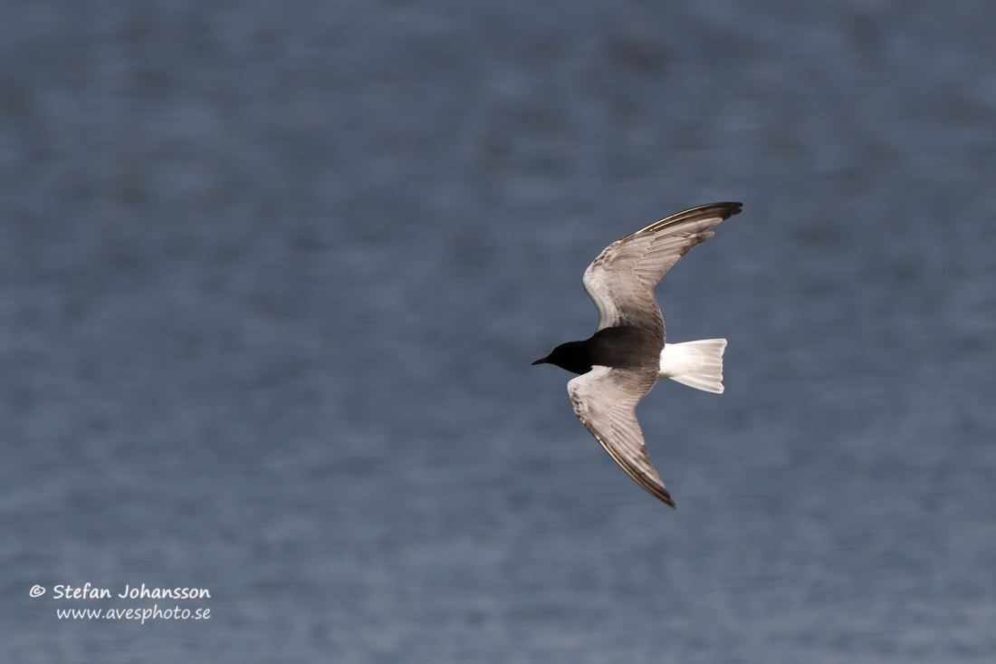 Vitvingad trna / White-winged Blacktern Chlidonias leucopterus 