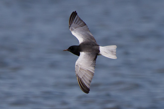 Vitvingad tärna / White-winged Blacktern