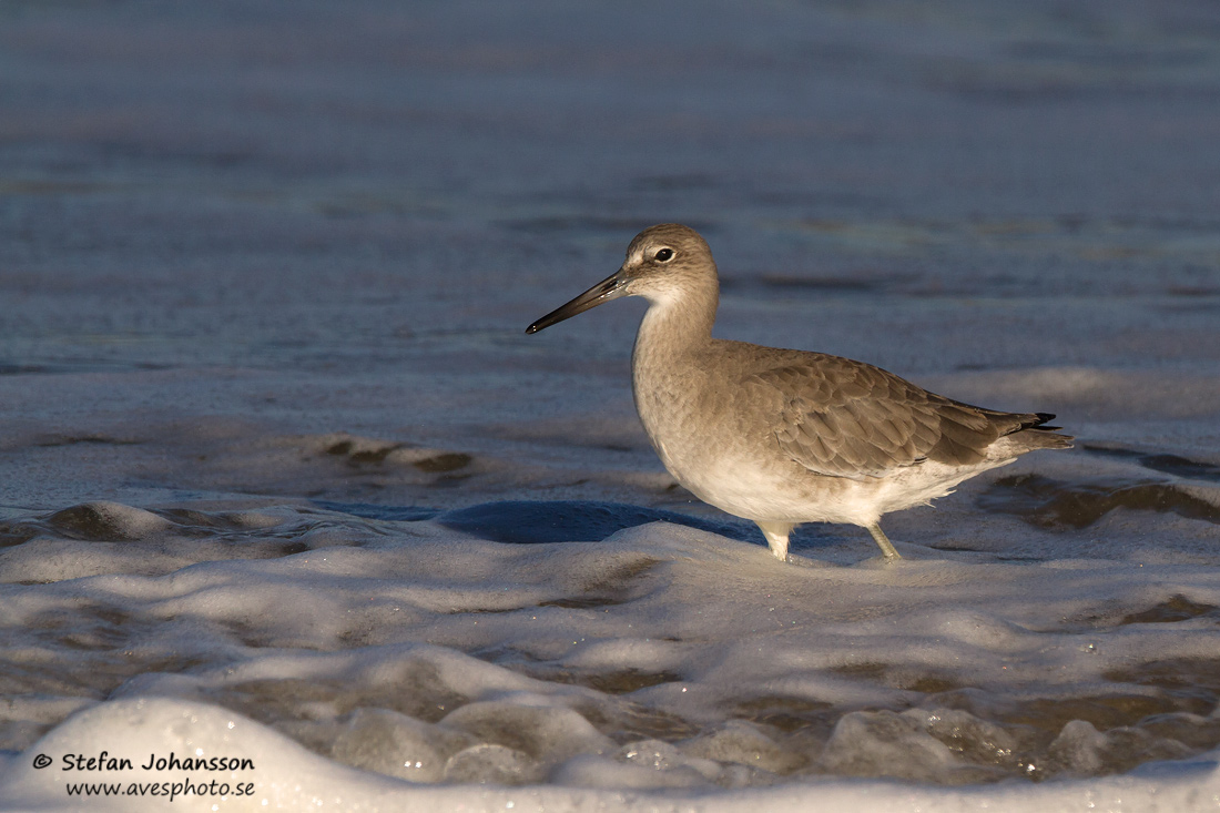 Western Willet  Tringa semipalmata inornata