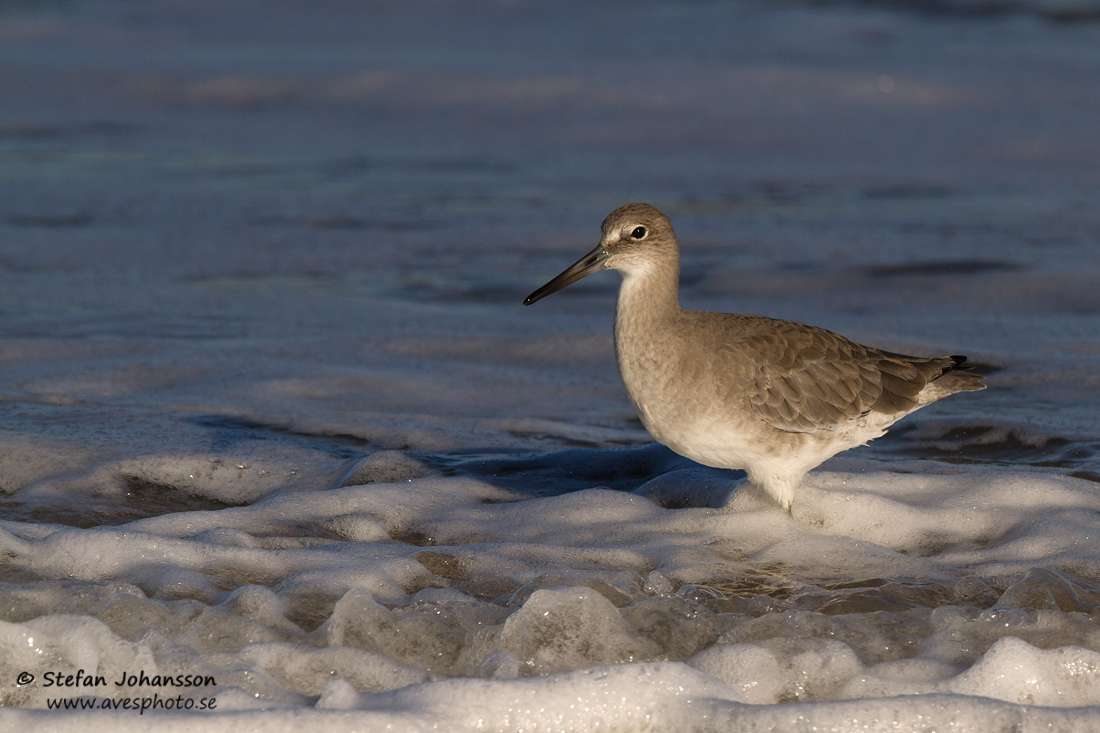 Western Willet  Tringa semipalmata inornata