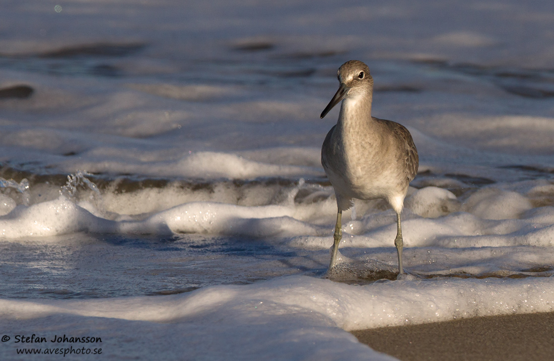 Western Willet  Tringa semipalmata inornata