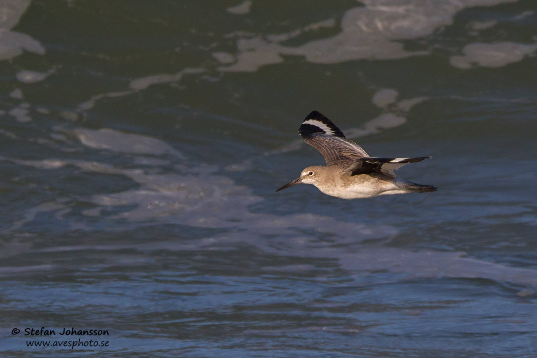 Western Willet  Tringa semipalmata inornata