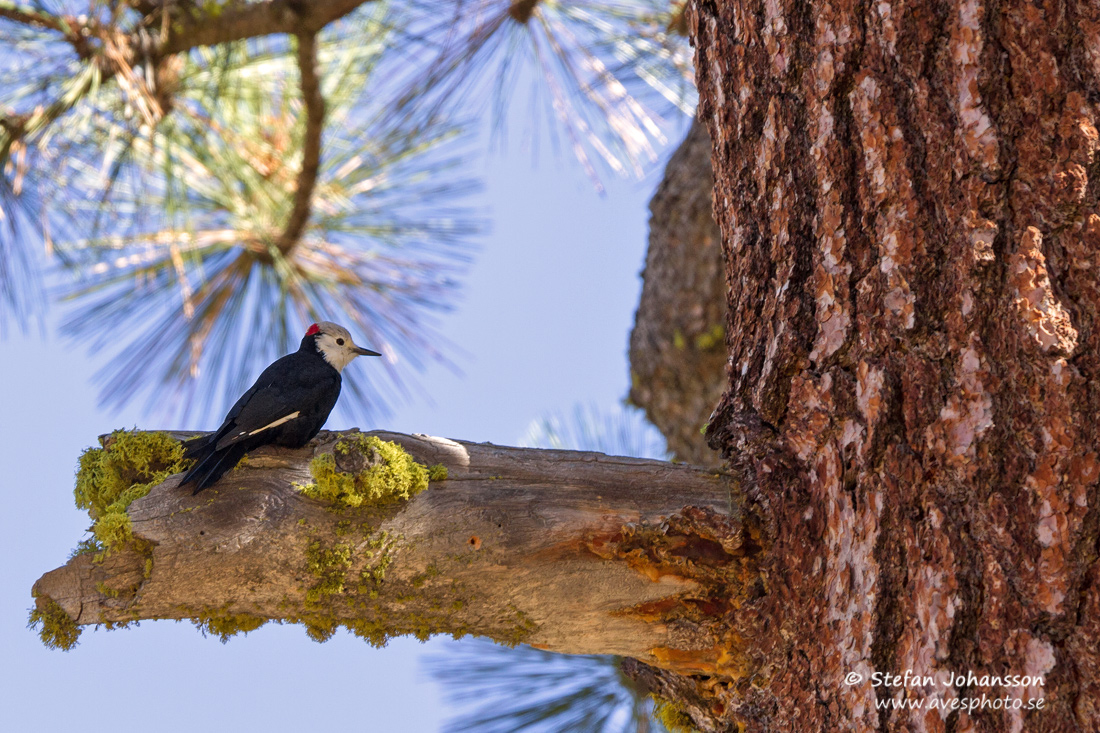 White-headed Woodpecker Picoides albolarvatus