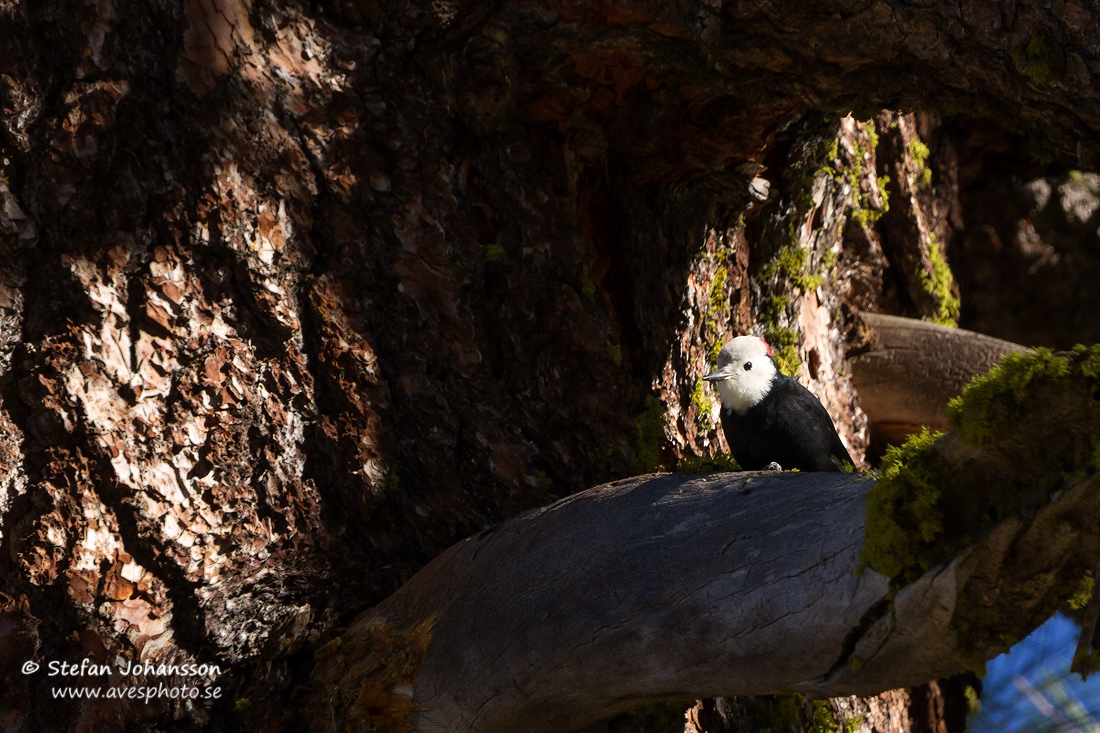 White-headed Woodpecker Picoides albolarvatus