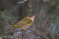 Yellow-green Vireo Vireo flavoviridis