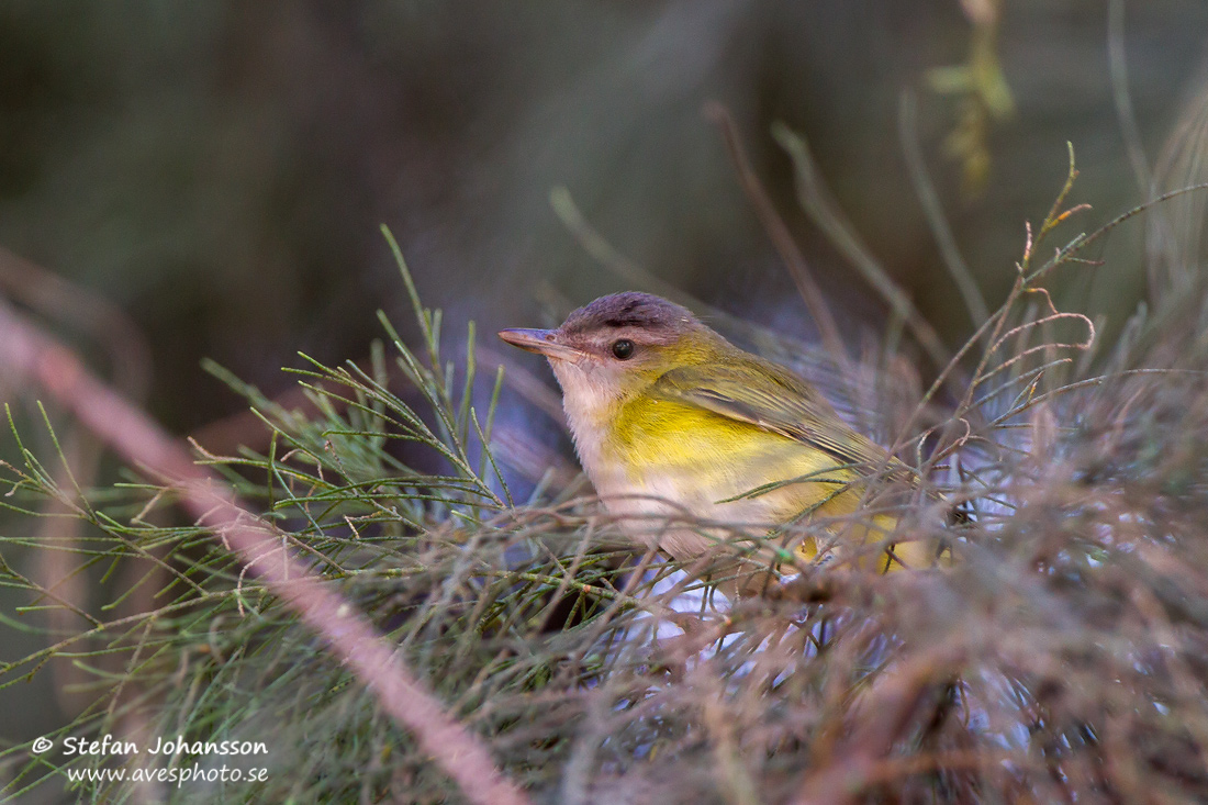 Yellow-green Vireo Vireo flavoviridis