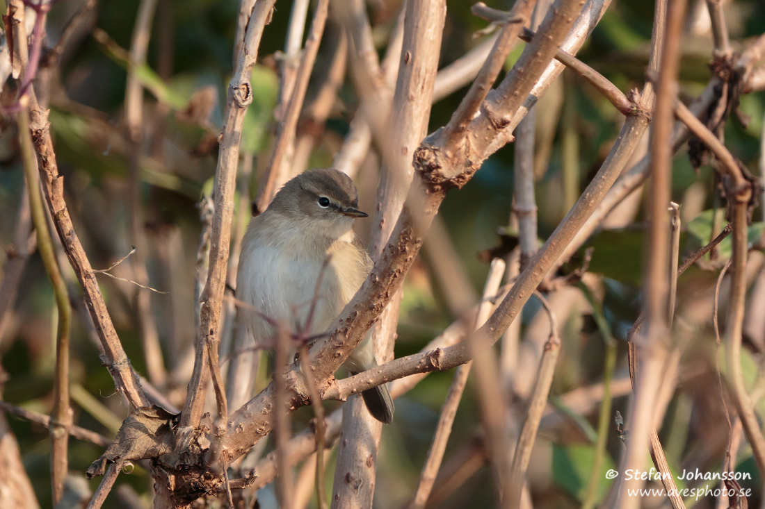 Sibirisk gransngare / Siberian Chiffchaff 