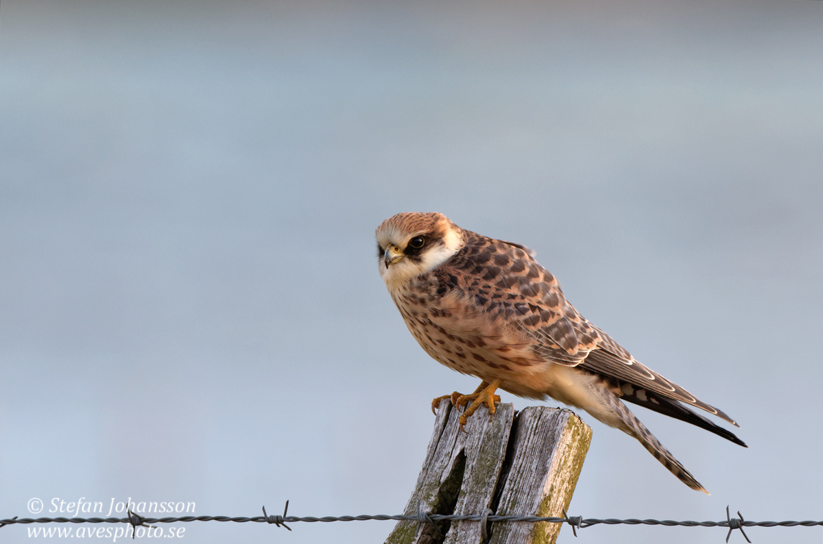 Aftonfalk / Red-Footed Falcon Falco vespertinus 