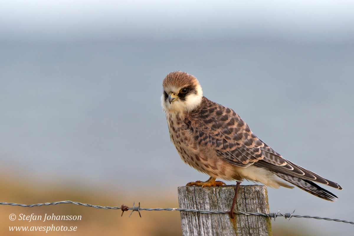 Aftonfalk / Red-Footed Falcon Falco vespertinus 