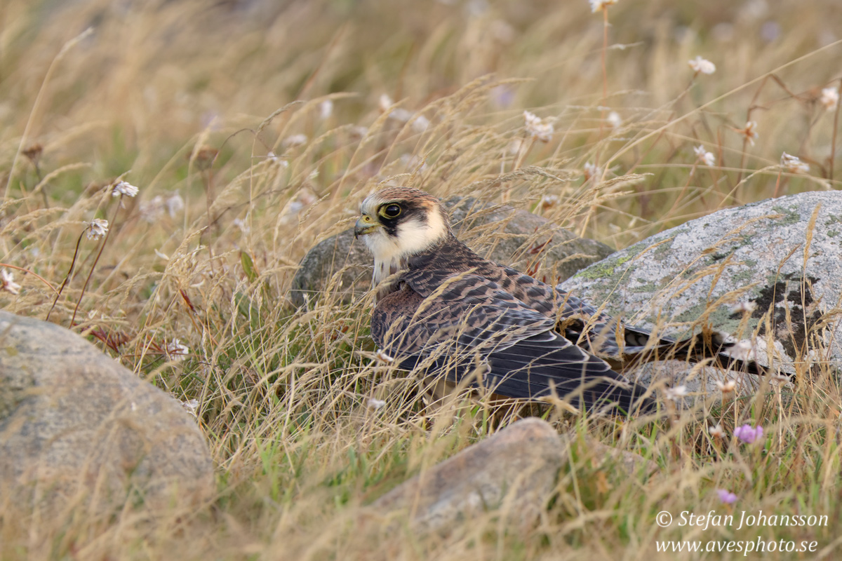 Aftonfalk / Red-Footed Falcon Falco vespertinus 