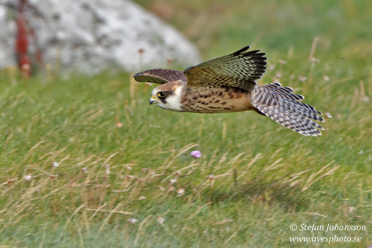 Aftonfalk / Red-Footed Falcon Falco vespertinus 