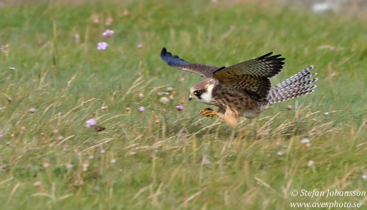 Aftonfalk / Red-Footed Falcon Falco vespertinus 