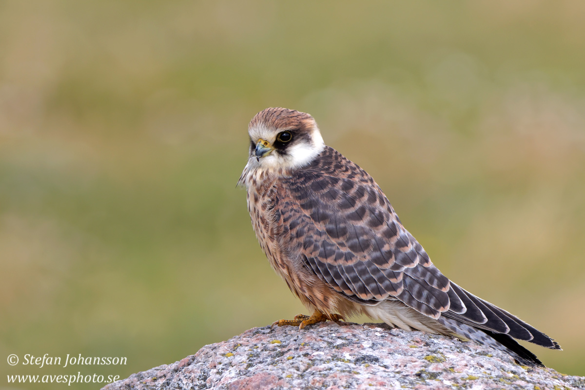 Aftonfalk / Red-Footed Falcon Falco vespertinus 