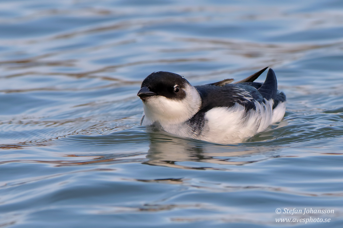 Alkekung / Little Auk 