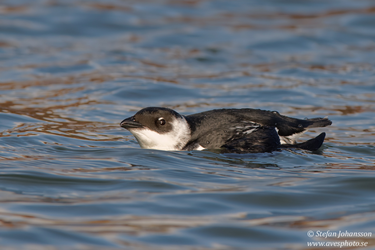 Alkekung / Little Auk 