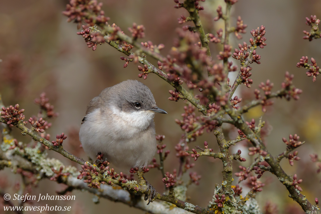 rtsngare / Lesser Whitethroat 