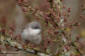 rtsngare / Lesser Whitethroat 