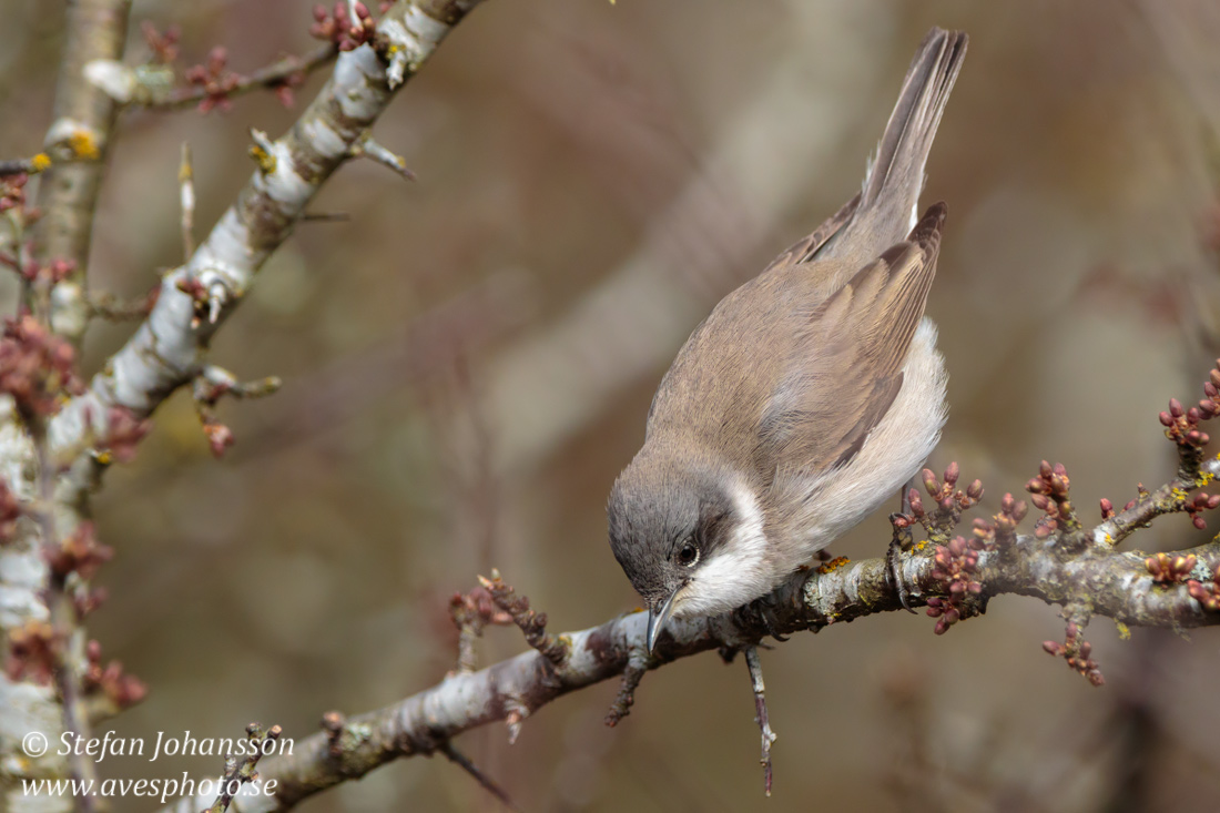 rtsngare / Lesser Whitethroat 