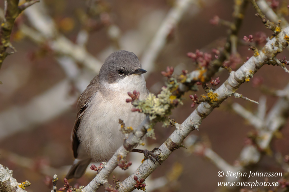 rtsngare / Lesser Whitethroat 