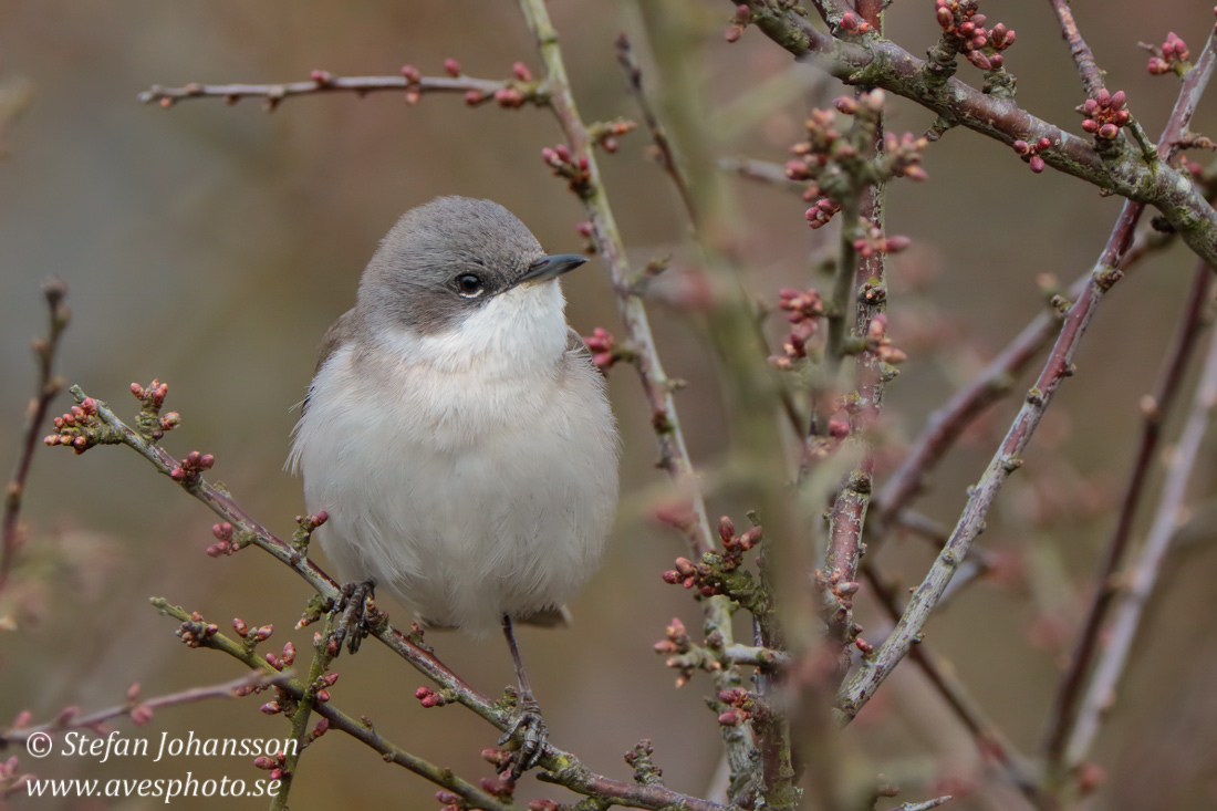 rtsngare / Lesser Whitethroat 