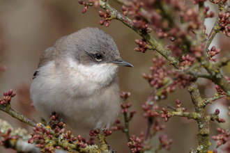 Ärtsångare / Lesser Whitethroat 