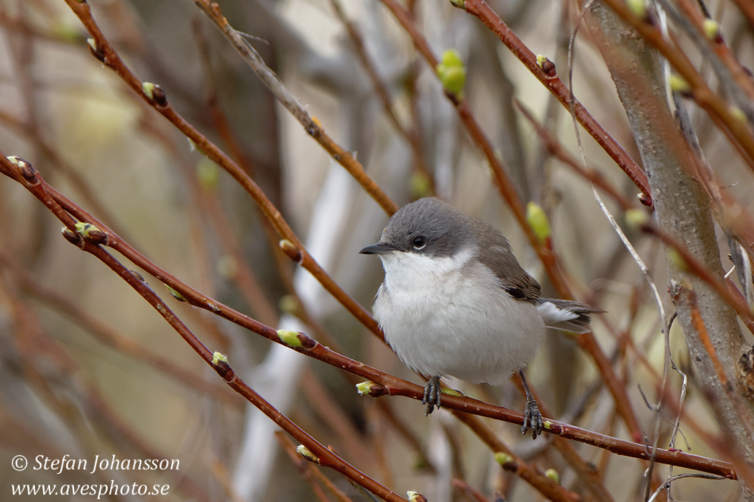 rtsngare / Lesser Whitethroat 