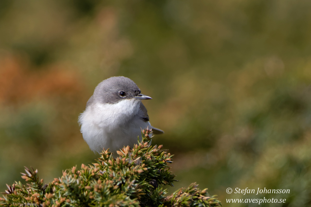 rtsngare / Lesser Whitethroat Sylvia curruca 