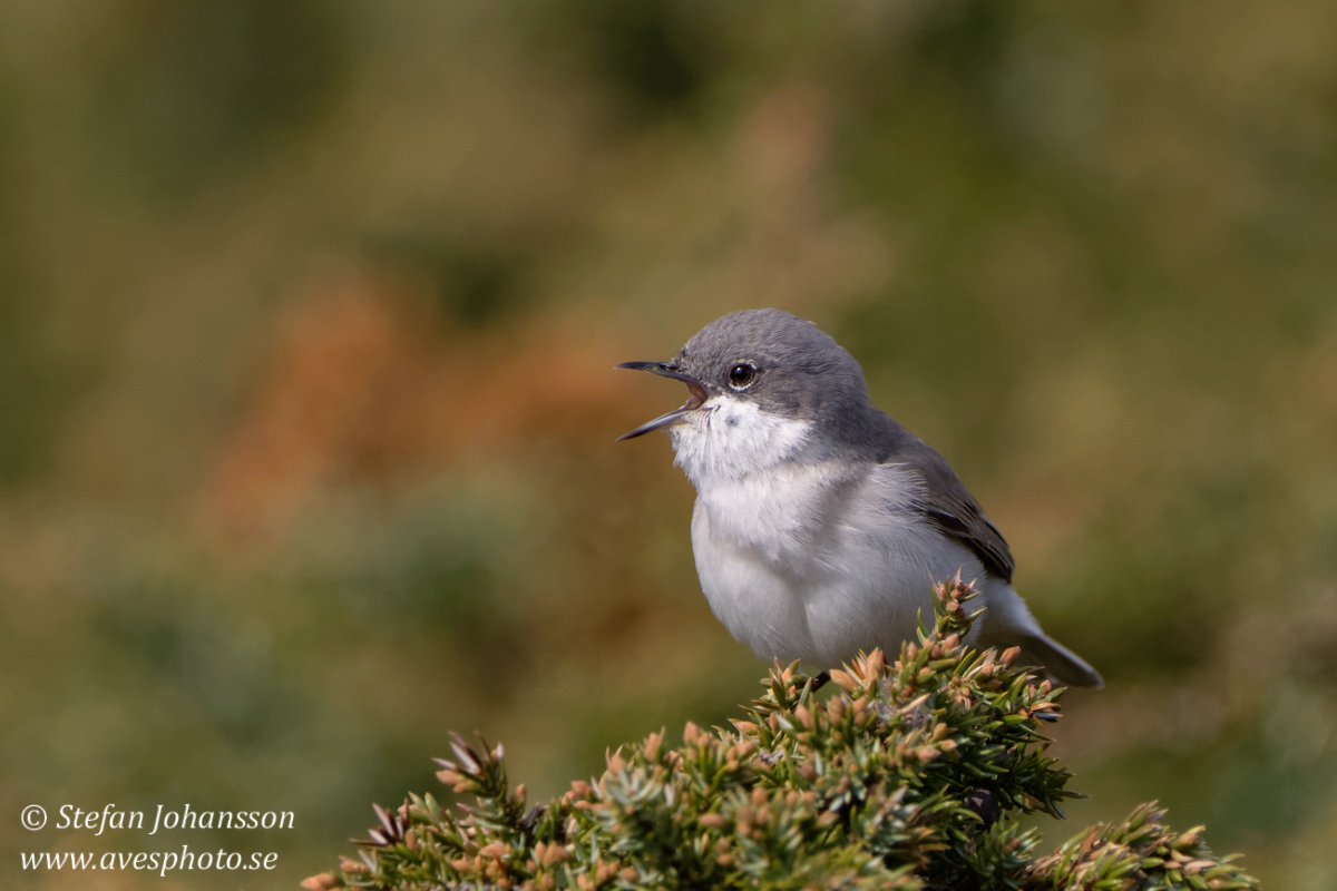 rtsngare / Lesser Whitethroat Sylvia curruca 