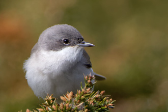 Ärtsångare / Lesser Whitethroat Sylvia curruca