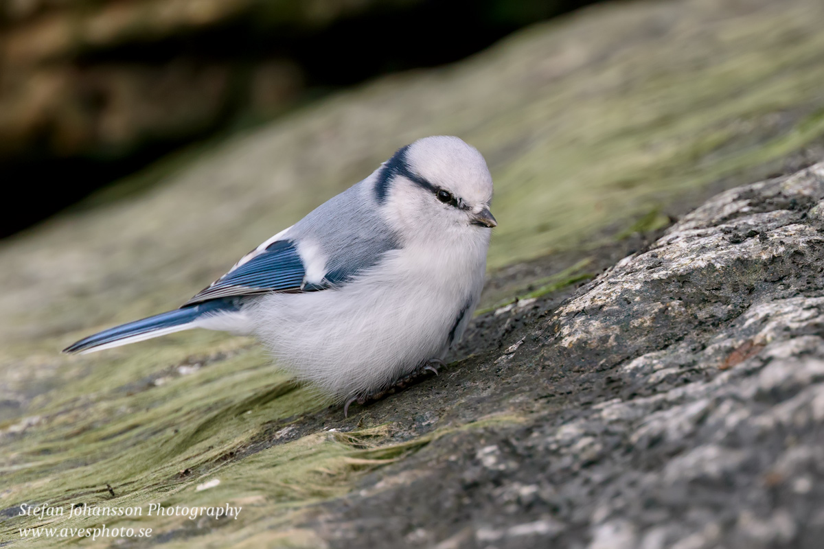 Azurmes / Azure Tit Parus cyanus