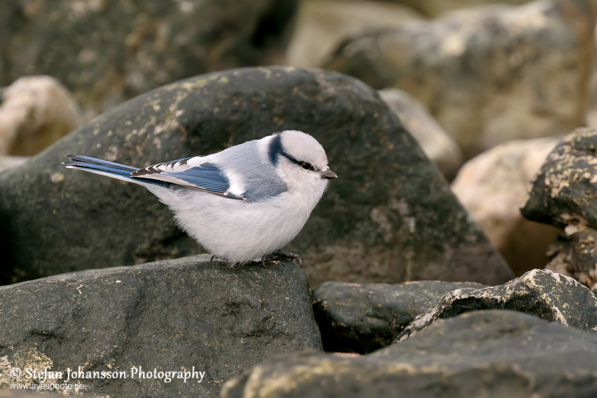 Azurmes / Azure Tit Parus cyanus