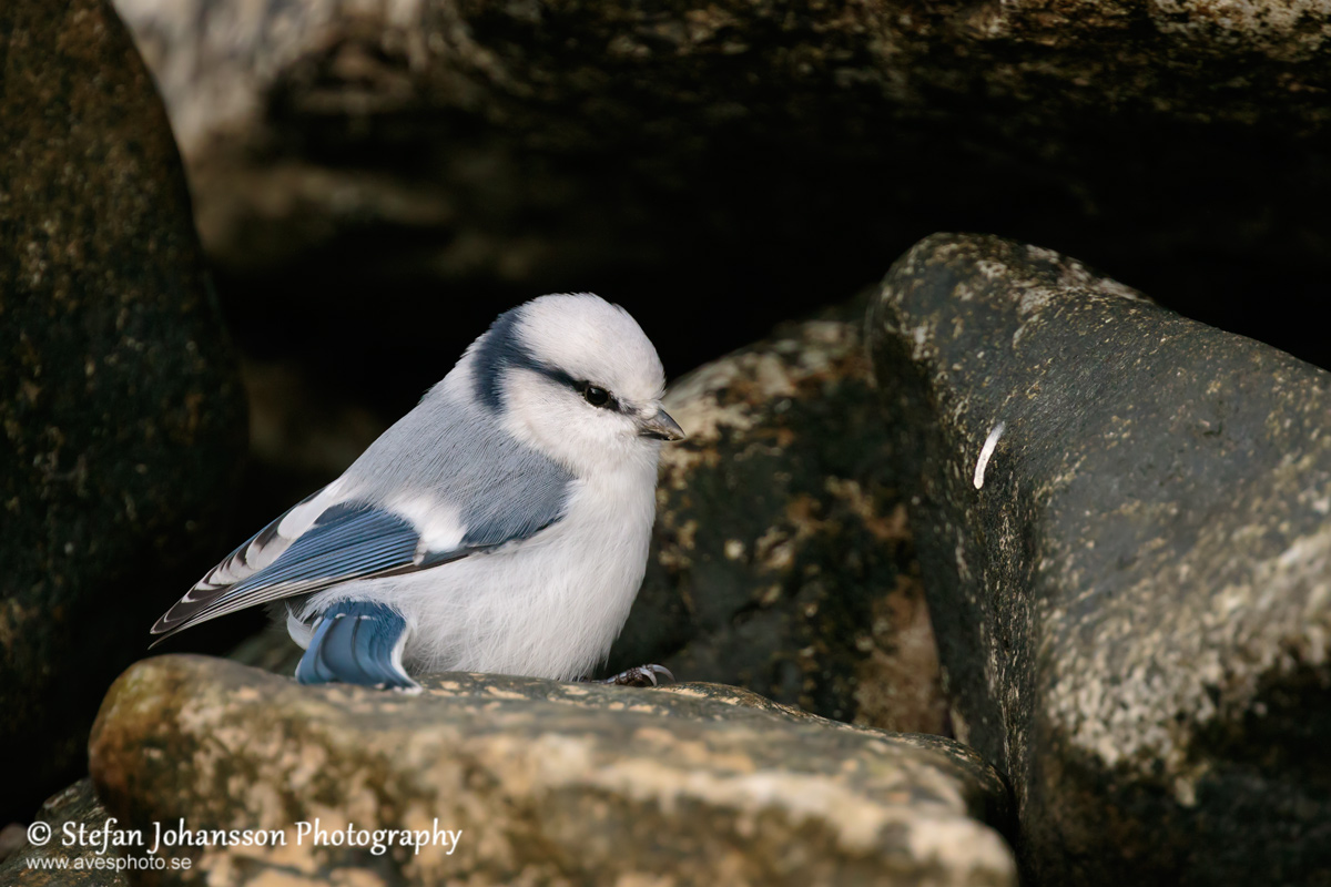 Azurmes / Azure Tit Parus cyanus